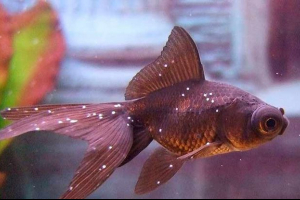 Ichthyoftiriosis in fish - възможно ли е да се излекува? Ichthyoftiriosis in fish - възможно ли е да се излекува?